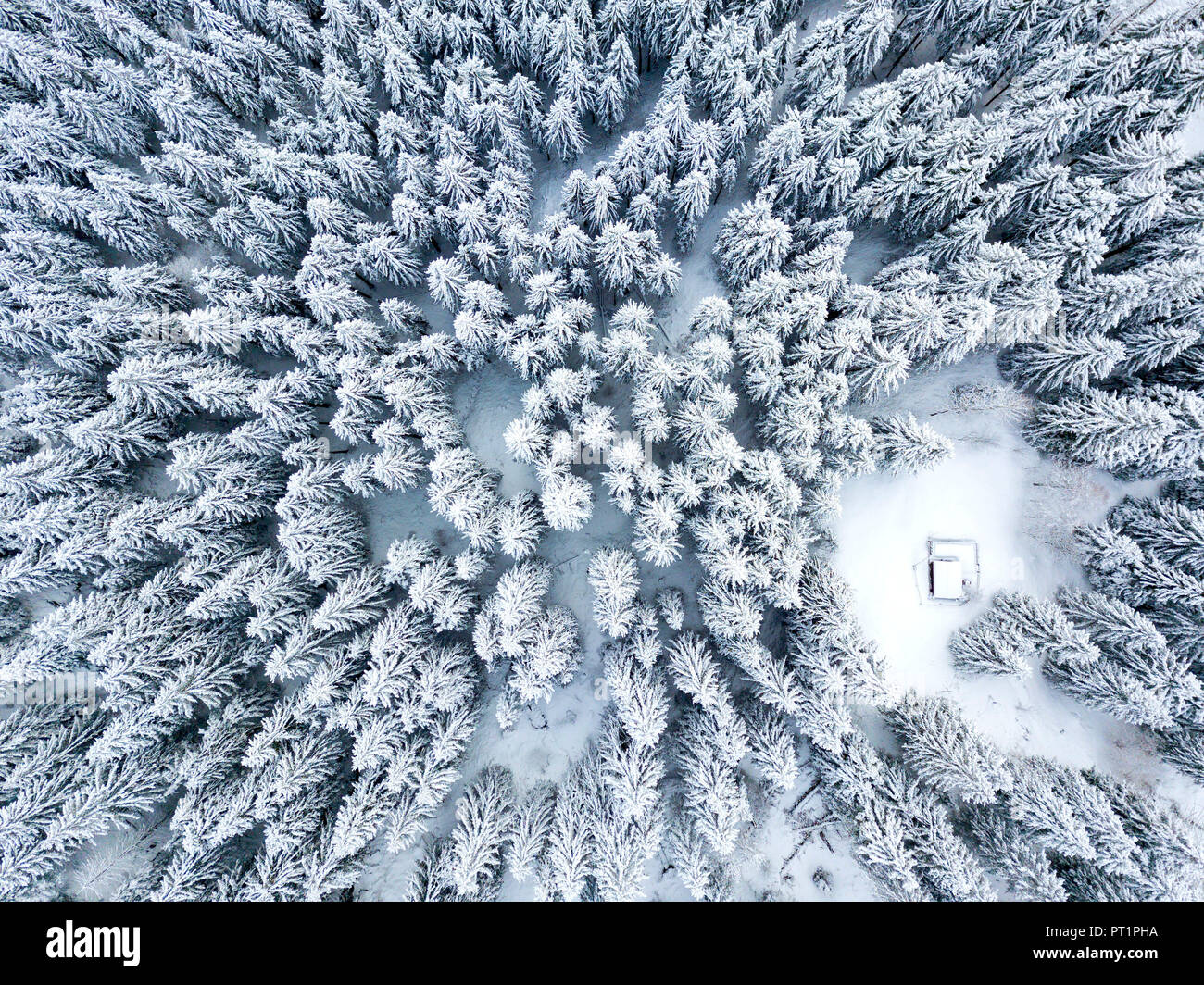Forest in winter, aerial view, Maloja Pass, Engadin, canton of Graubunden, Switzerland Stock Photo