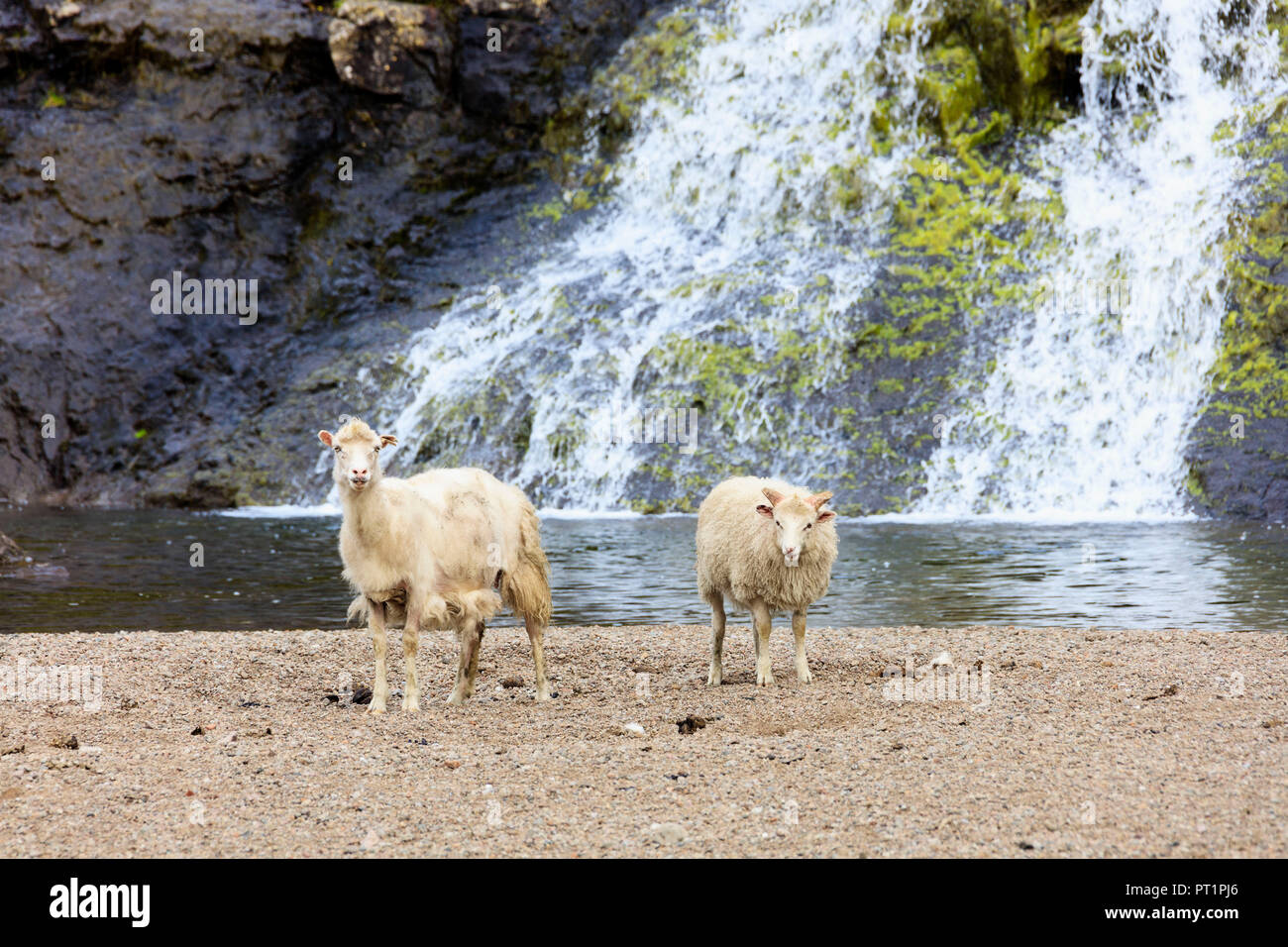 Sheep at Tyggjara waterfalls, Kaldbakbotsnur, Streymoy Island, Faroe Islands, Denmark Stock Photo