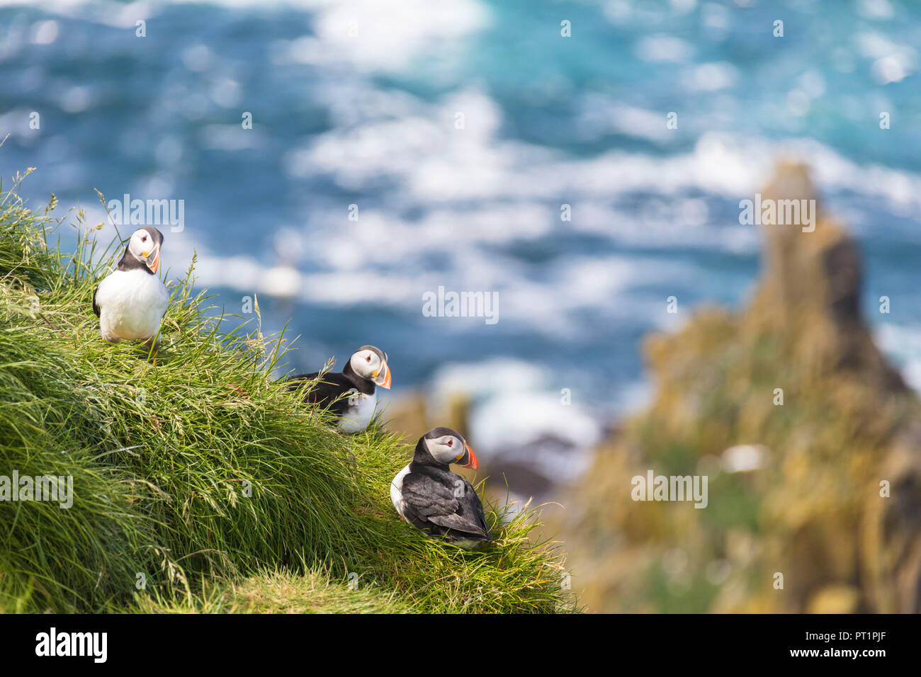 Atlantic puffins, Mykines island, Faroe Islands, Denmark Stock Photo