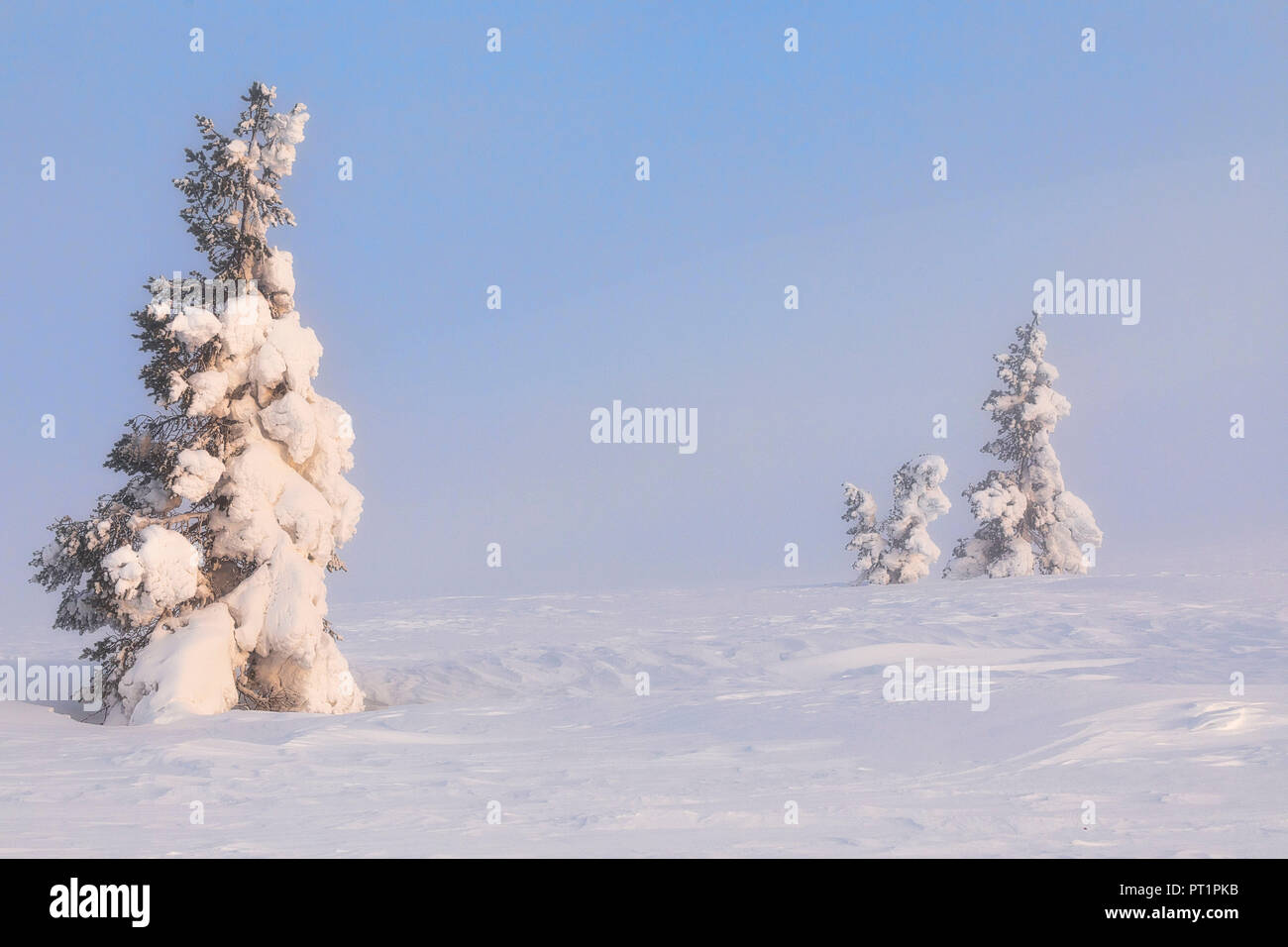 Trees at Pallas - Yllästunturi national park, Muonio, Lapland, Finland, Europe, Stock Photo