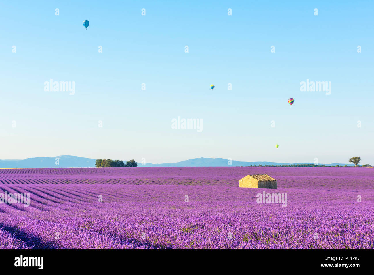 Valensole, Provence, France, Sunrise between the lavender fields and the hot-air balloons in the background Stock Photo