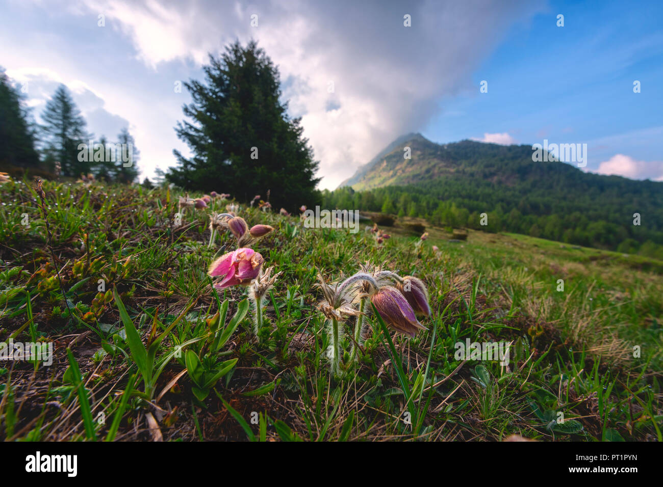 Flowers Stelvio nationa park in Brescia province, Lombardy district, Italy, Stock Photo