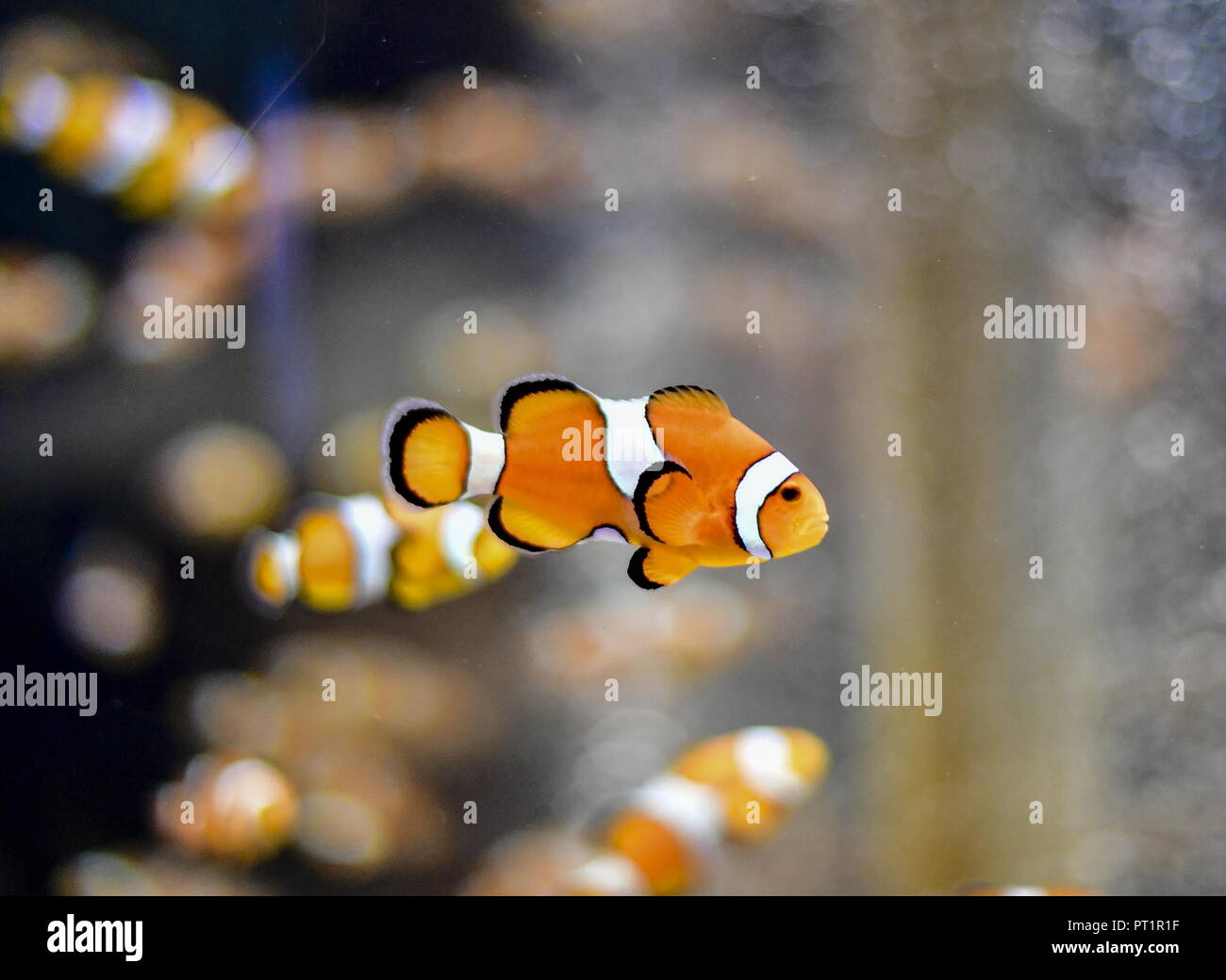 how to download clownfish 2018 how to download clownfish 2018