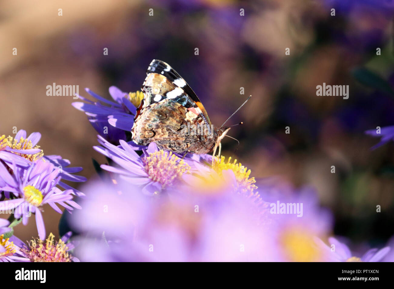 Wisley Gardens Surrey England. 5th October 2018. A red admiral butterfly feeding on a michaelmas daisy in the  autumn sunshine at Wisley Gardens Surrey, with temperatures hitting a warm 22 degrees. Credit: Julia Gavin/Alamy Live News Stock Photo
