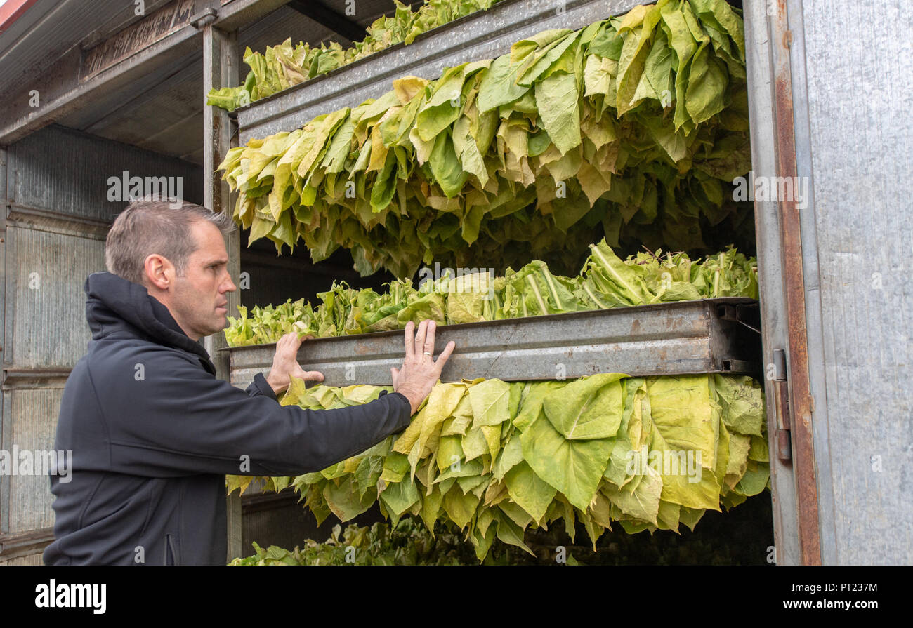 can you dry wet tobacco Do You Dry Your Tobacco Before Smoking? Why or Why Not?