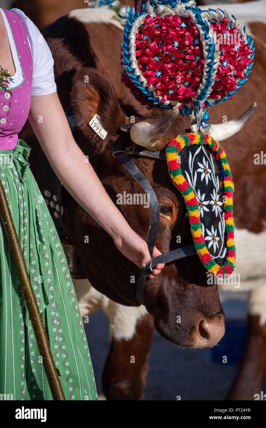 Berchtesgaden, Germany. 06th Oct, 2018. A cow crowned with a