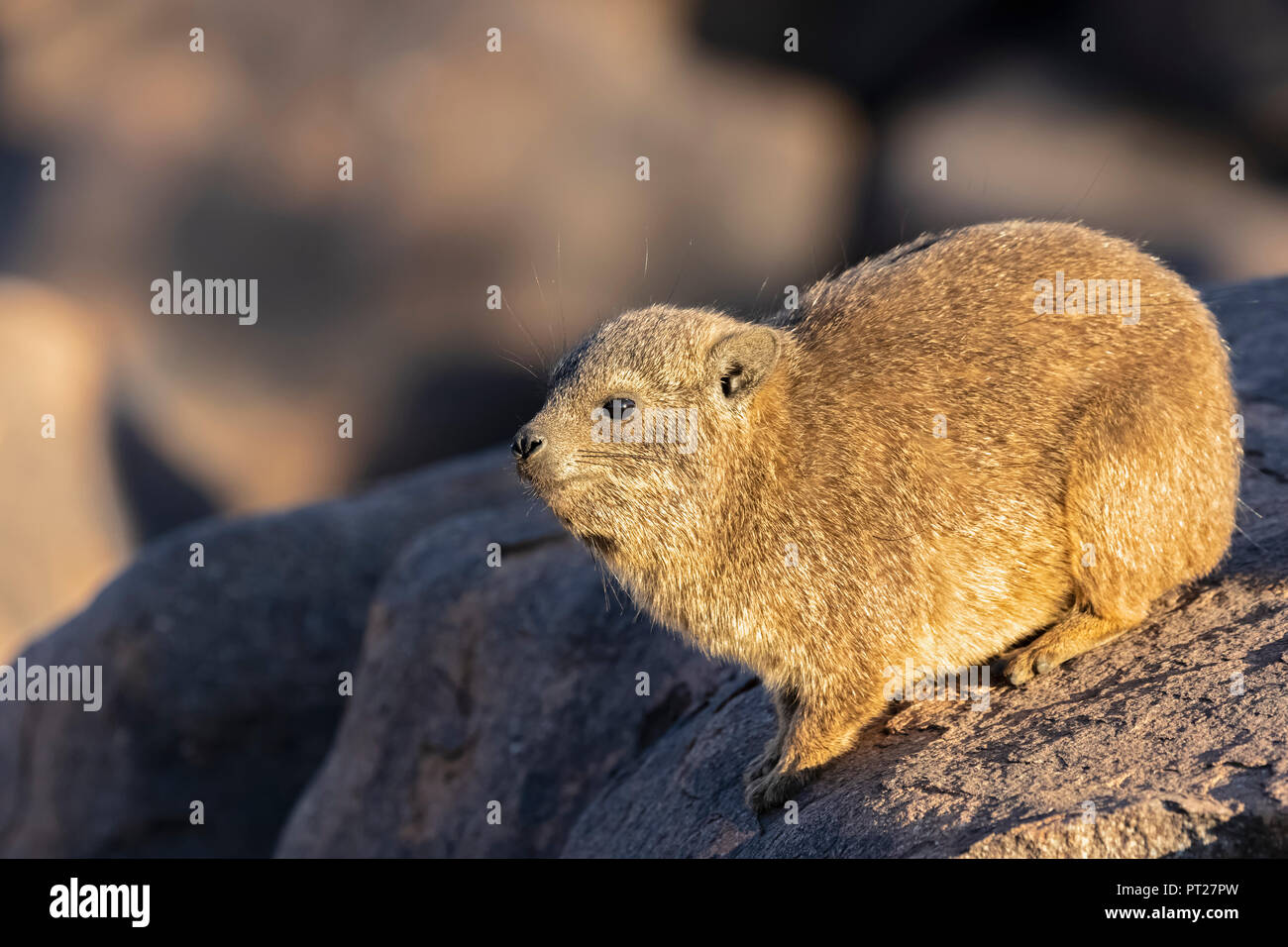 Rock dassies hi-res stock photography and images - Alamy