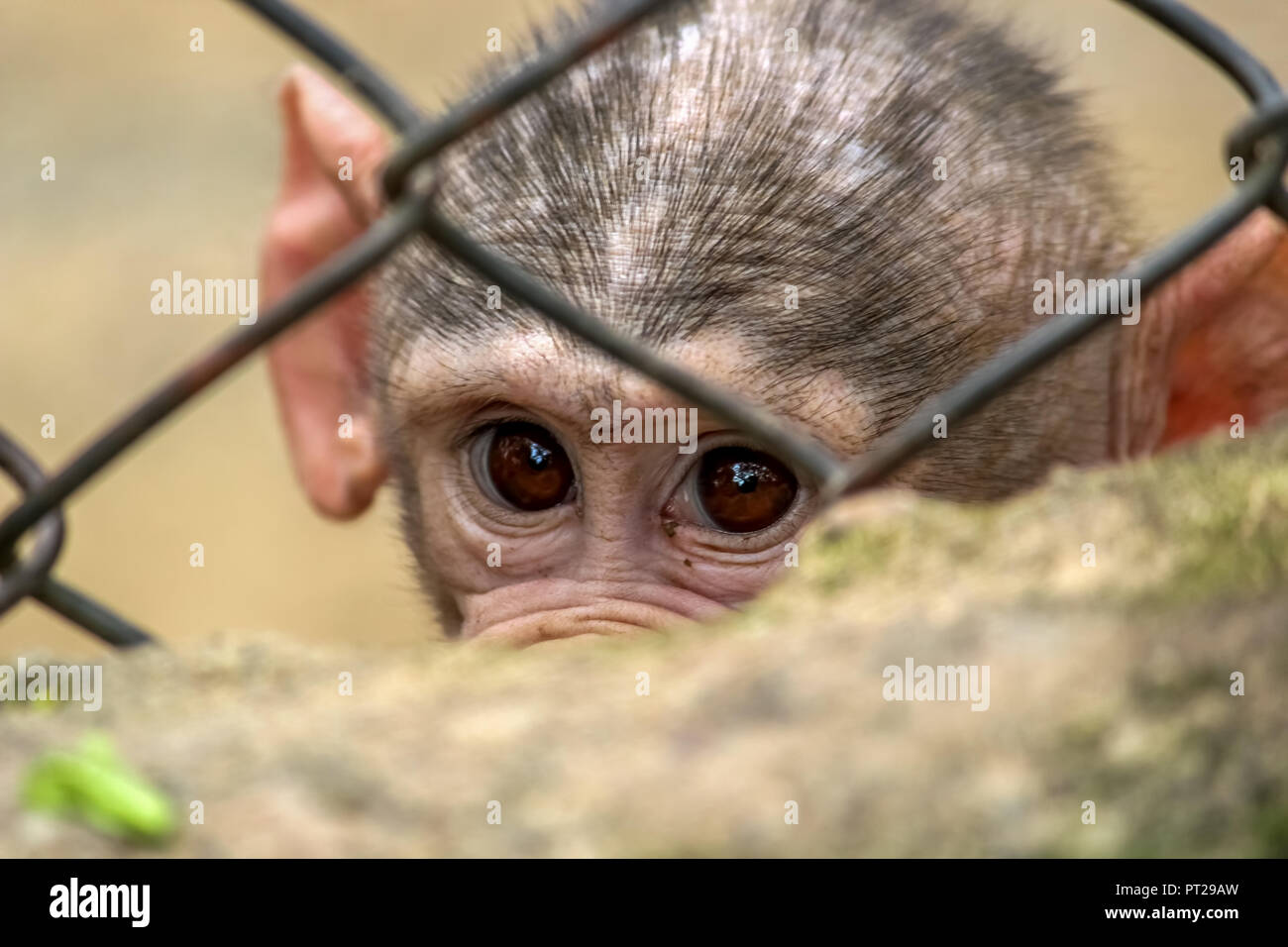 baby baboon behind the cage Stock Photo