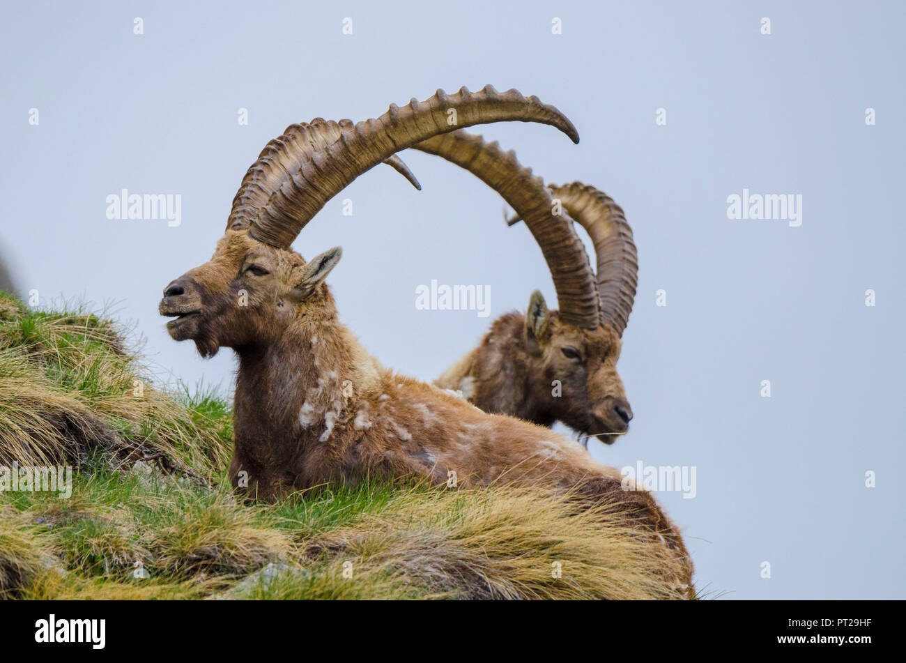 Two alpine ibex in springtime, Valle dell'Orco, Gran Paradiso National Park, Piedmont, Graian alps, Province of Turin, Italian alps, Italy Stock Photo