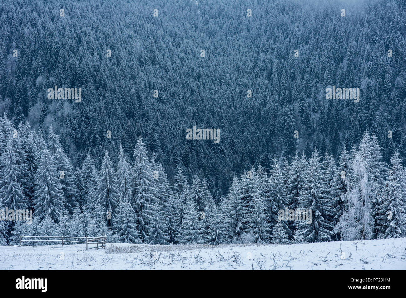 Winter wonderland, spruce tree forest covered with fresh snow Stock ...