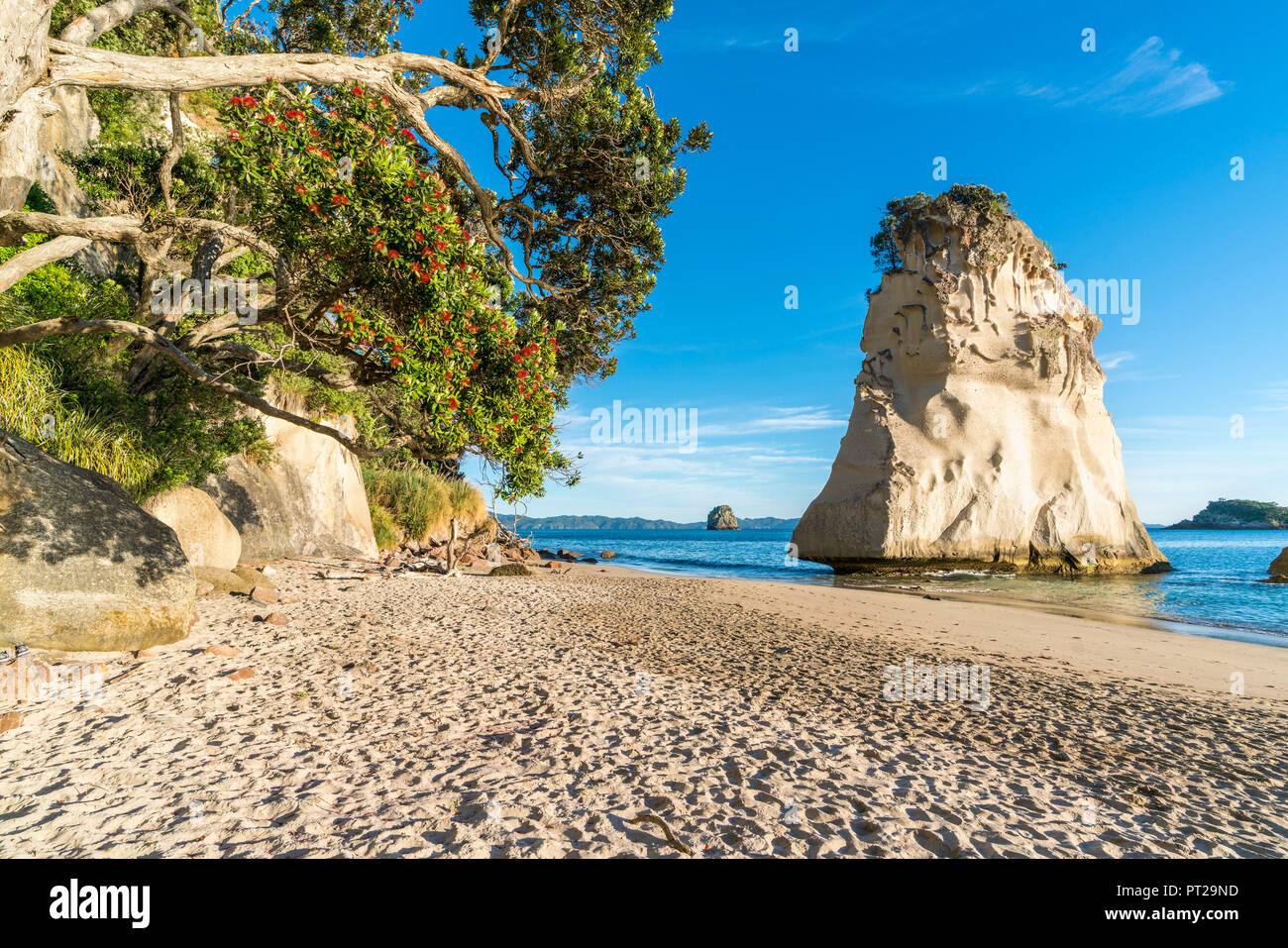 Te Hoho rock and Pohutukawa tree at Cathedral Cove, Hahei, Waikato region, North Island, New Zealand, Stock Photo