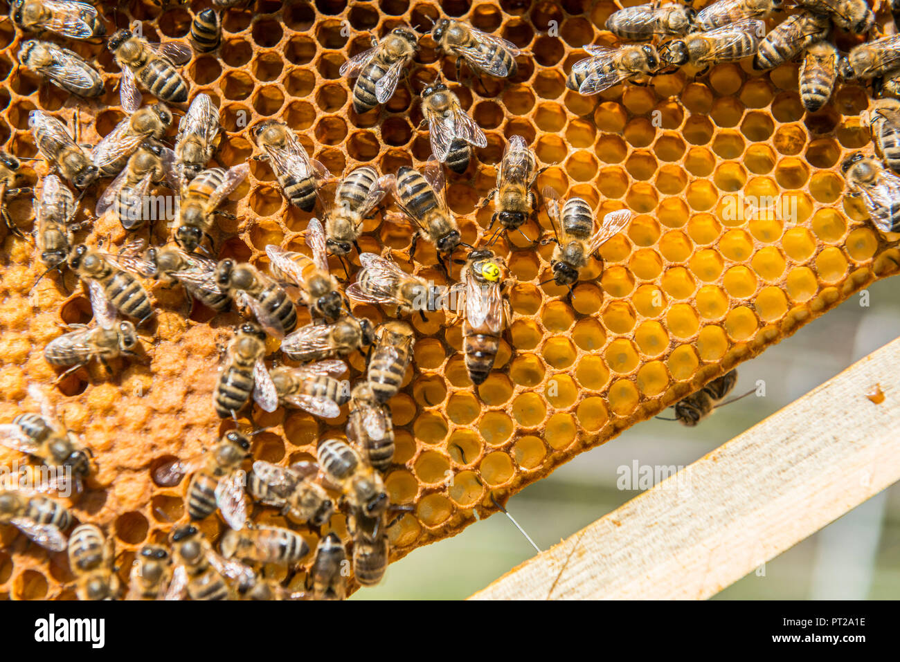 A bees producing honey, a typical product from Non valley, Trentino Italy Europe Stock Photo