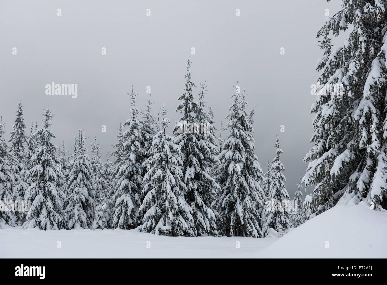 Winter wonderland, spruce tree forest covered with fresh snow Stock ...