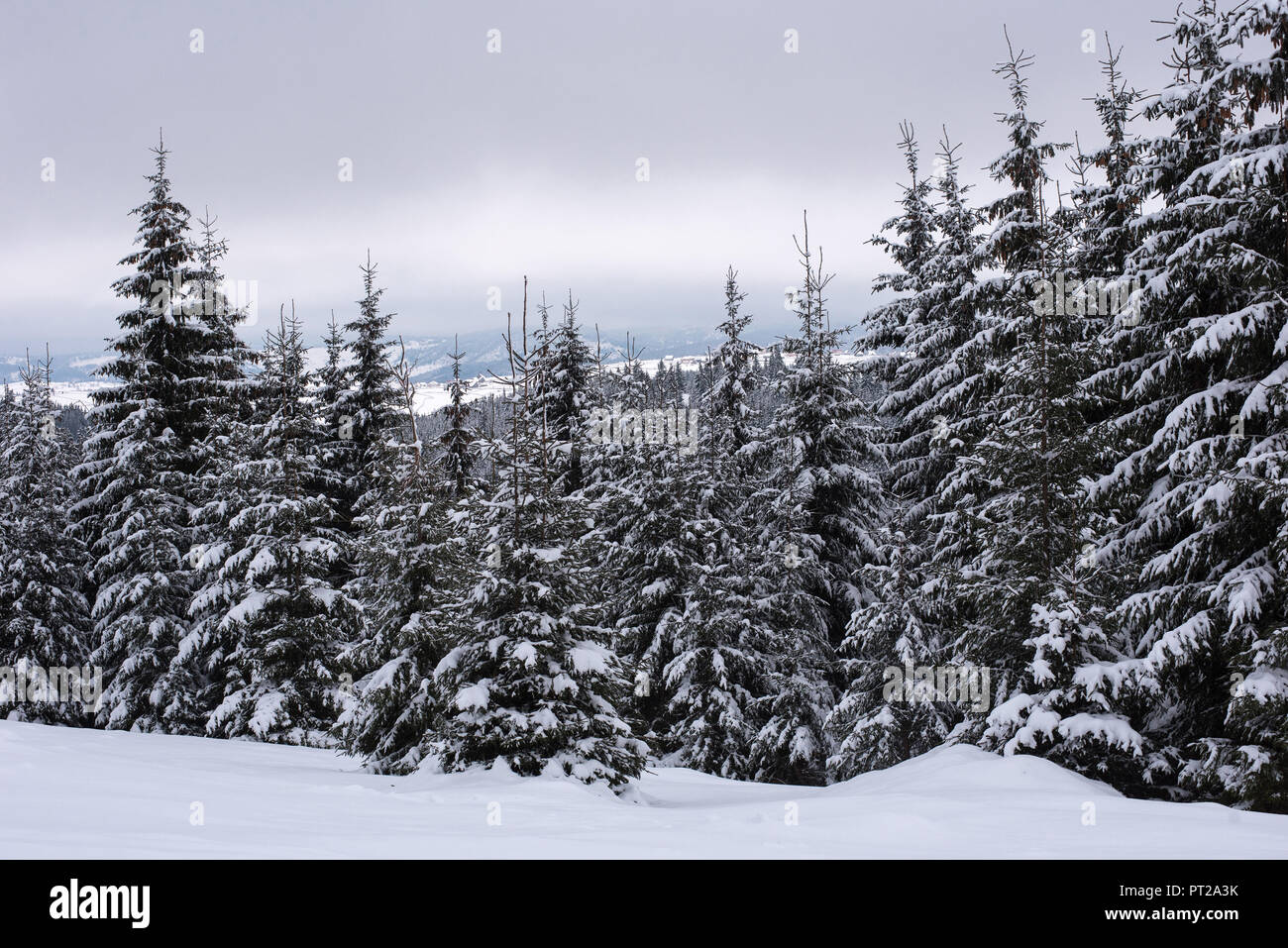 Winter wonderland, spruce tree forest covered with fresh snow Stock ...