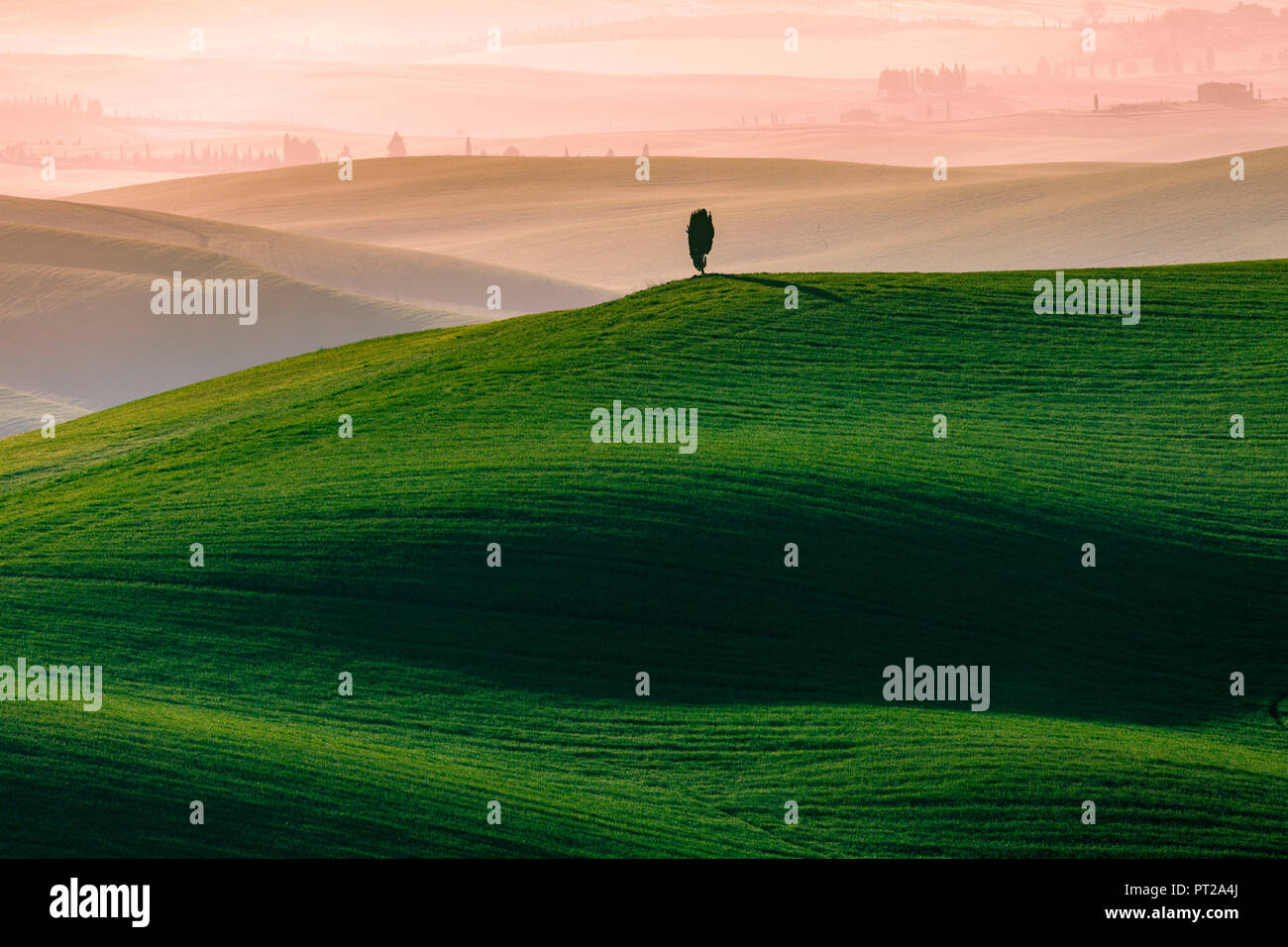 Cypress tree and green spring landscape in the morning light, Tuscany, Italy Stock Photo