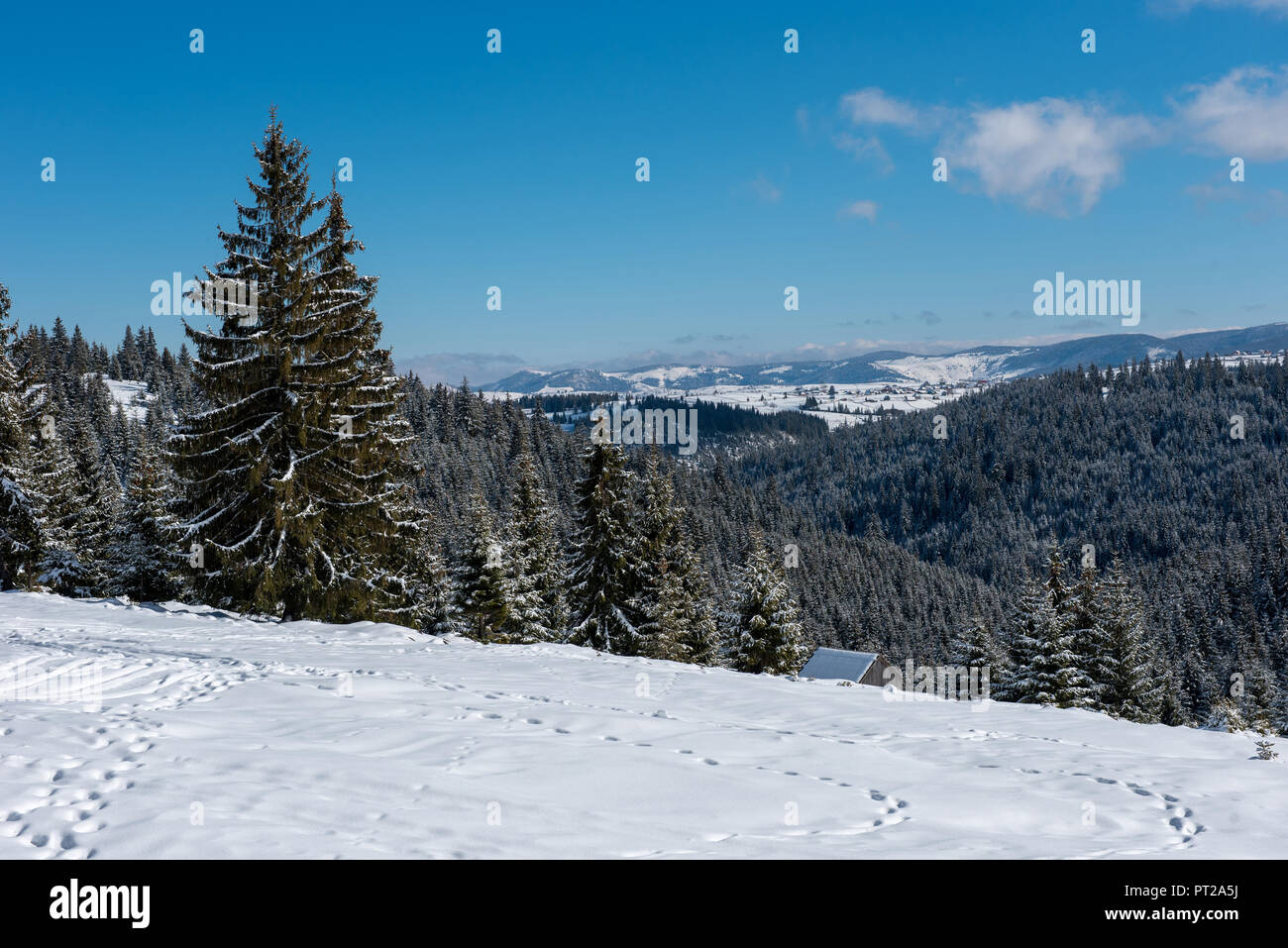 Winter wonderland, spruce tree forest covered with fresh snow Stock ...
