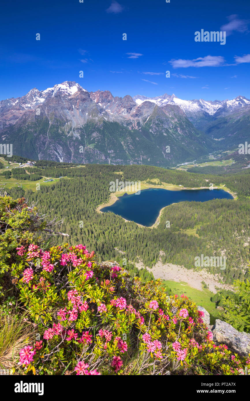 Lake Palù and Mount Disgrazia looks from above with flowering of rhododendrons in the foreground, Mount Roggione, Valmalenco, Valtellina, Lombardy, Italy, Europe, Stock Photo