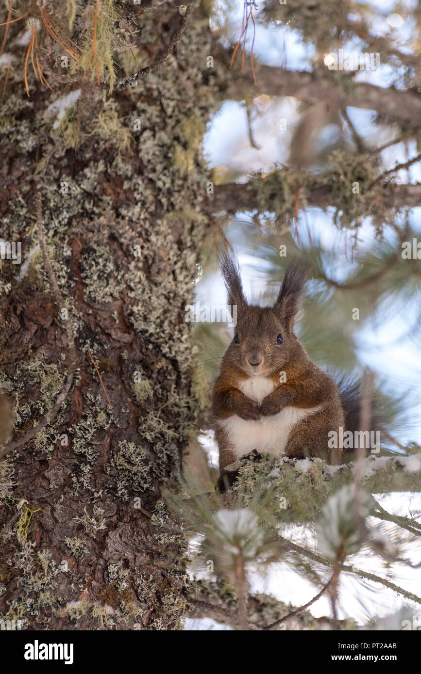 Wild squirrel in the woodland of Val Roseg, Pontresina, Canton of Graubunden, Switzerland, Europe Stock Photo