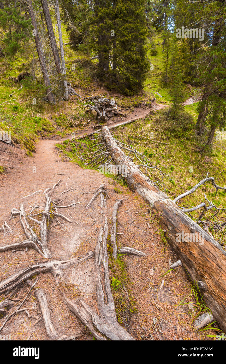 Pathway Adolf Munkel Weg, Parco naturale Puez Odle, Funes valley, South Tyrol, Trentino Alto Adige, Bolzano province, Italy, Europe Stock Photo