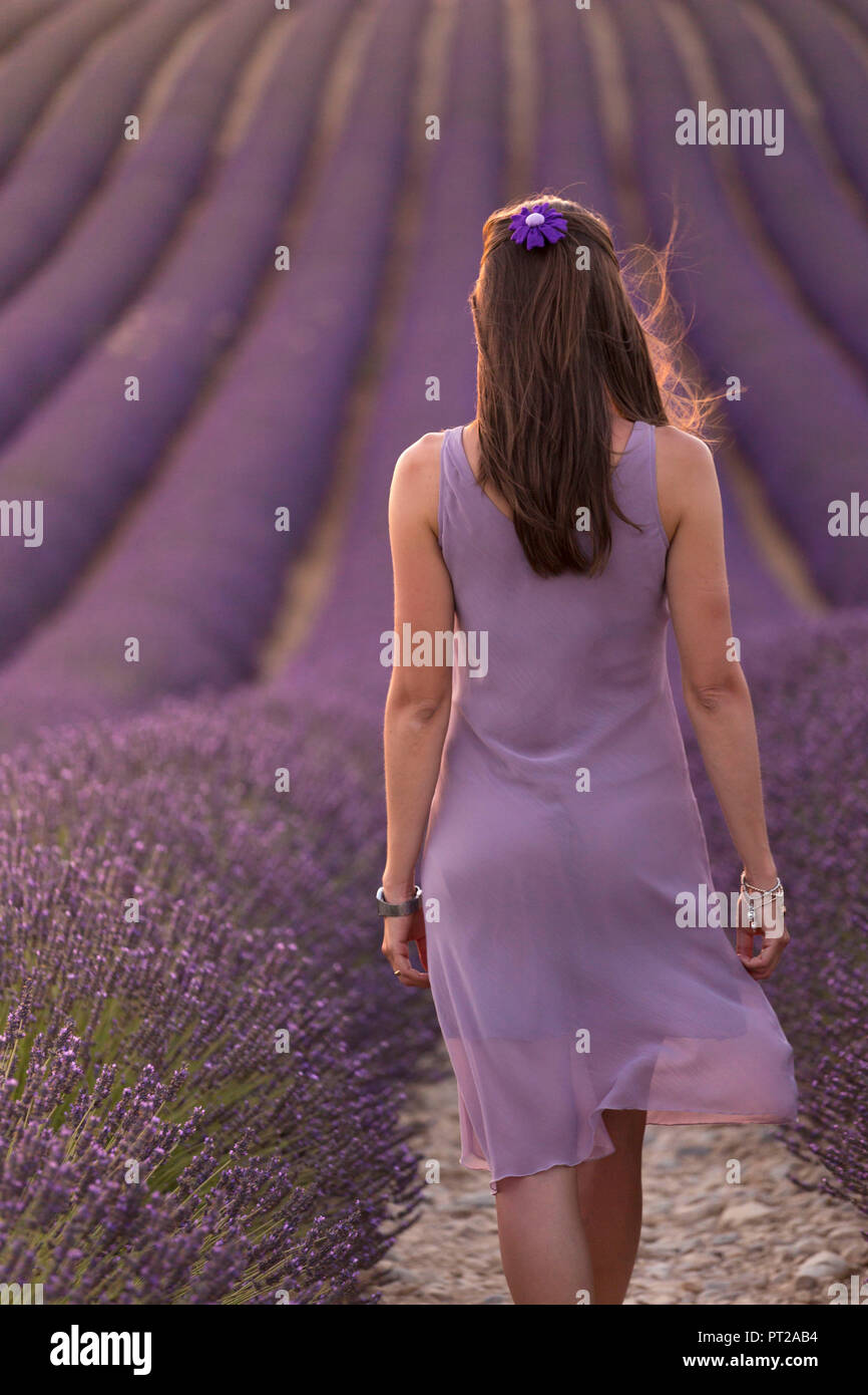 Brunette woman in purple dress in a lavender field at sunset, valensole, provence, france Stock Photo