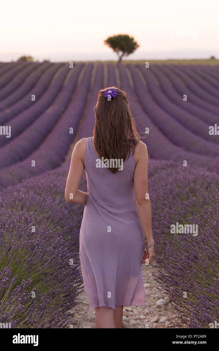 Brunette woman in purple dress in a lavender field at sunset, valensole, provence, france Stock Photo