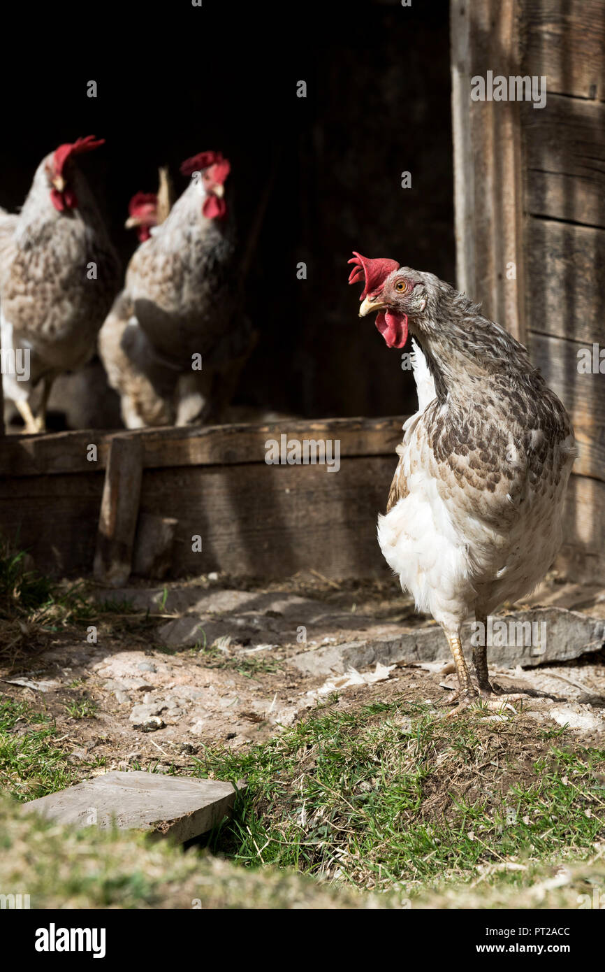 Europe, Italy, Trentino, Fassavalley, Dolomites Farmanimal, hens, chicken Stock Photo