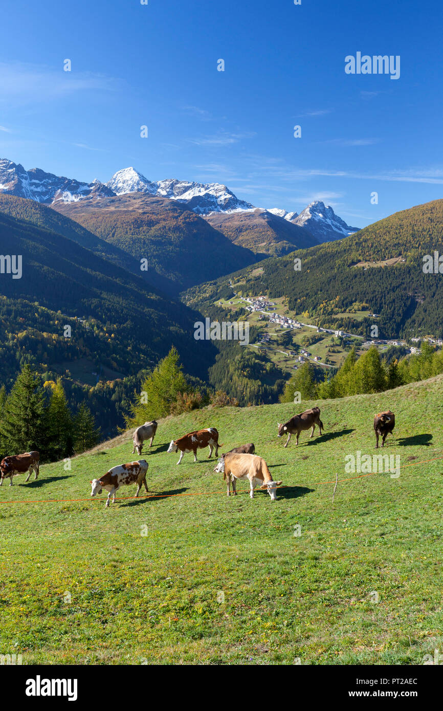 Cows grazing, Val Vezzola, Valdidentro, Valtellina, Sondrio province, Lombardy, Italy Stock Photo