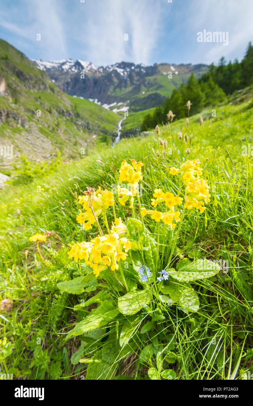Flowers of cowslip, Campiglia valley, Valle Soana, Gran Paradiso National Park, Piedmont, Province of Turin, Italian alps, Italy Stock Photo