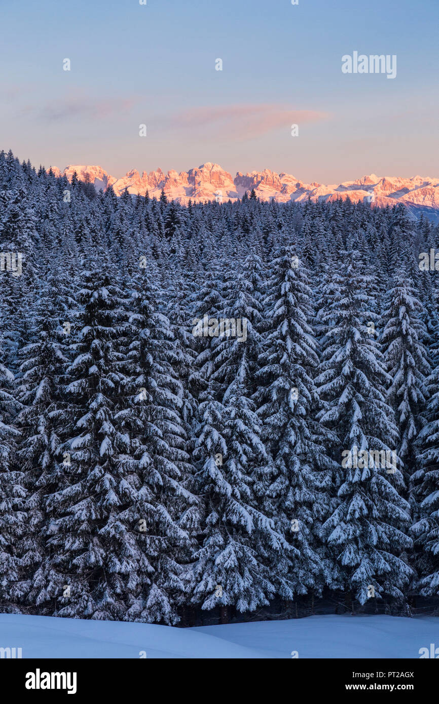 Brenta Dolomites and trees at sunrise during winter, Vezzena pass, Lavarone, Trentino, Italy, Stock Photo