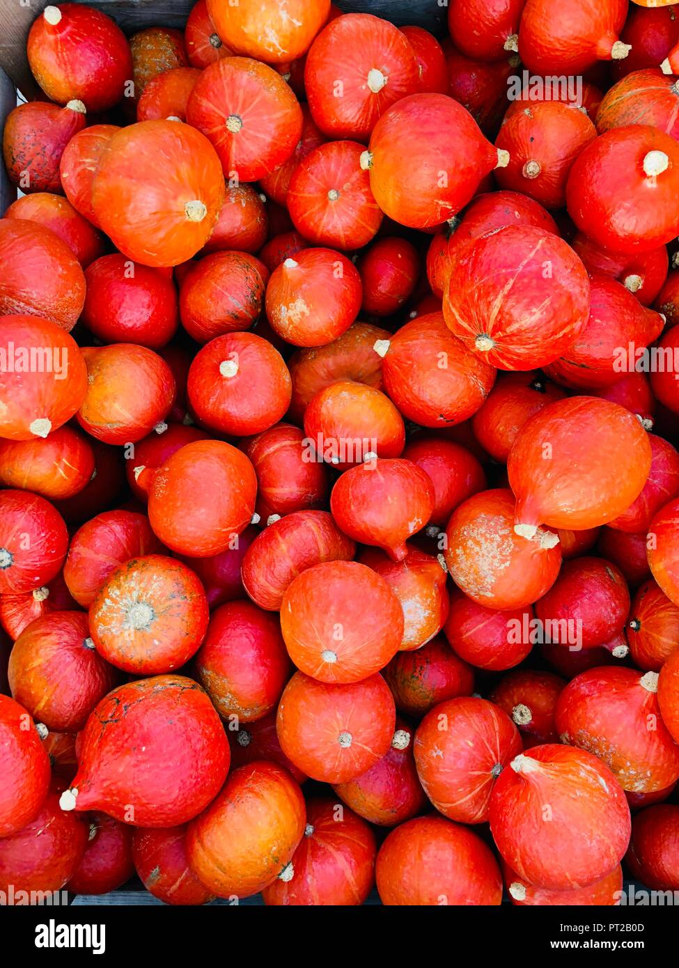 Pile of pumpkins Stock Photo - Alamy