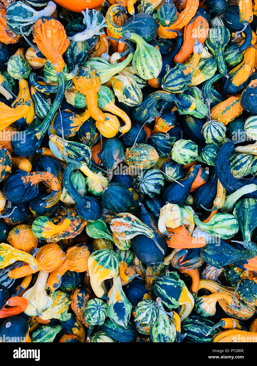 Pile of pumpkins Stock Photo - Alamy