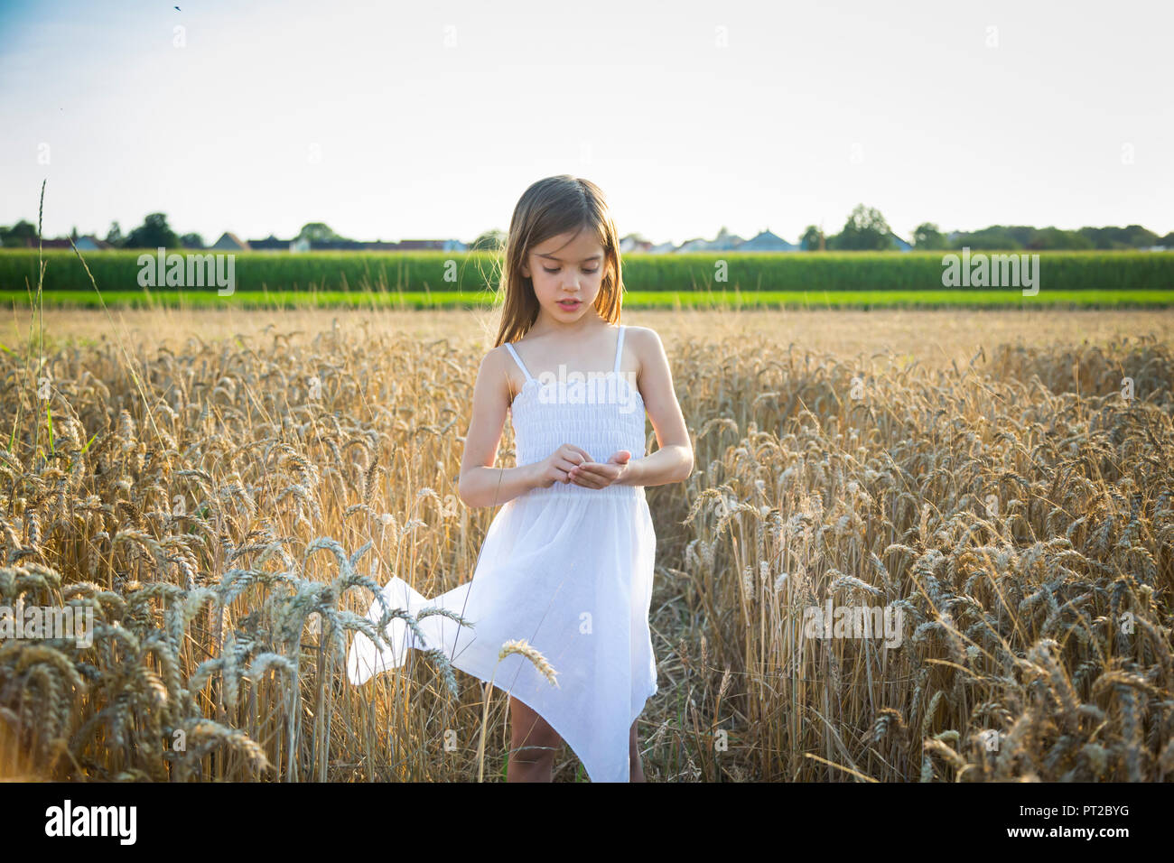 Portrait of little girl standing in wheat field Stock Photo - Alamy