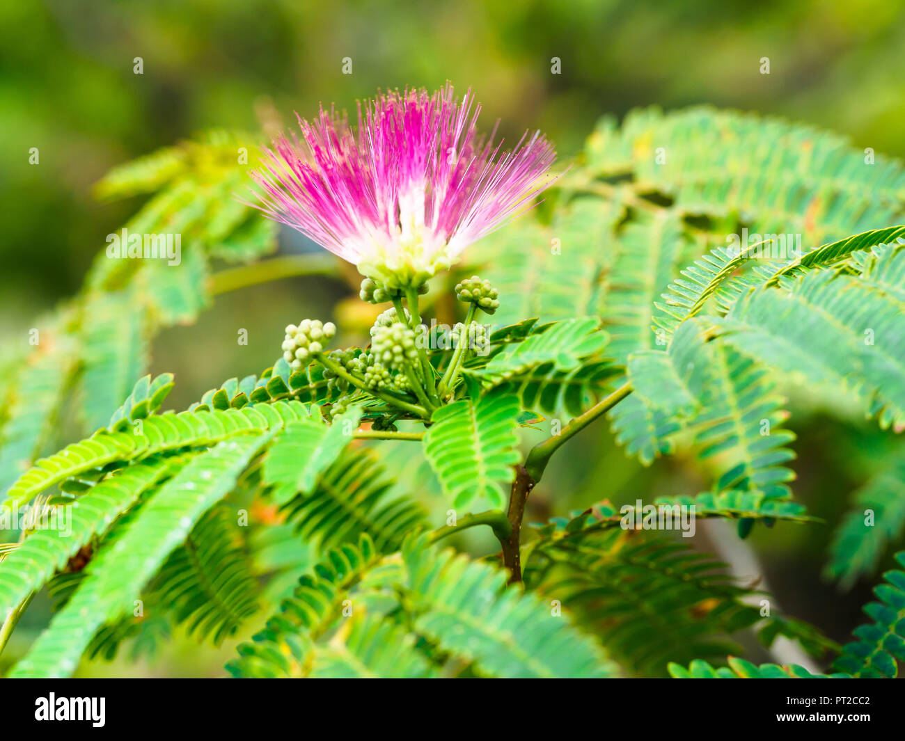 Flower and leaves of persian silk tree in the south of Europe. Closeup view of flower of persian silk tree. Shallow DOF. Copyspace Stock Photo