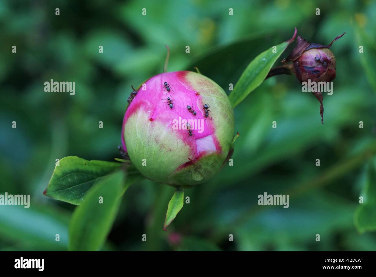 A pink flower in summer with worker ants exploring its petals. Stock Photo