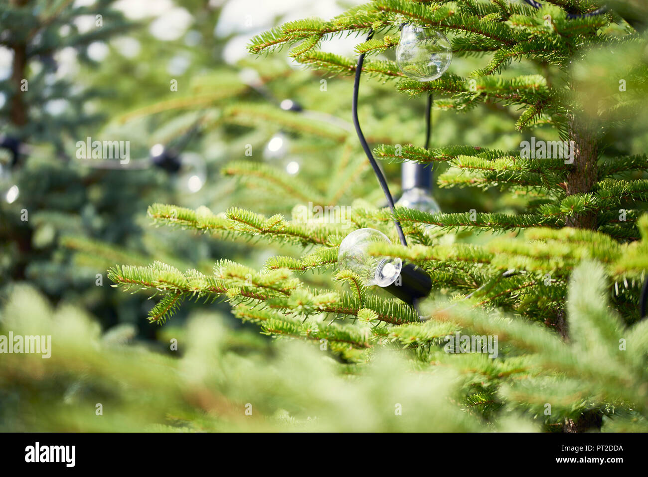 Electric lamps hanging in fir tree Stock Photo