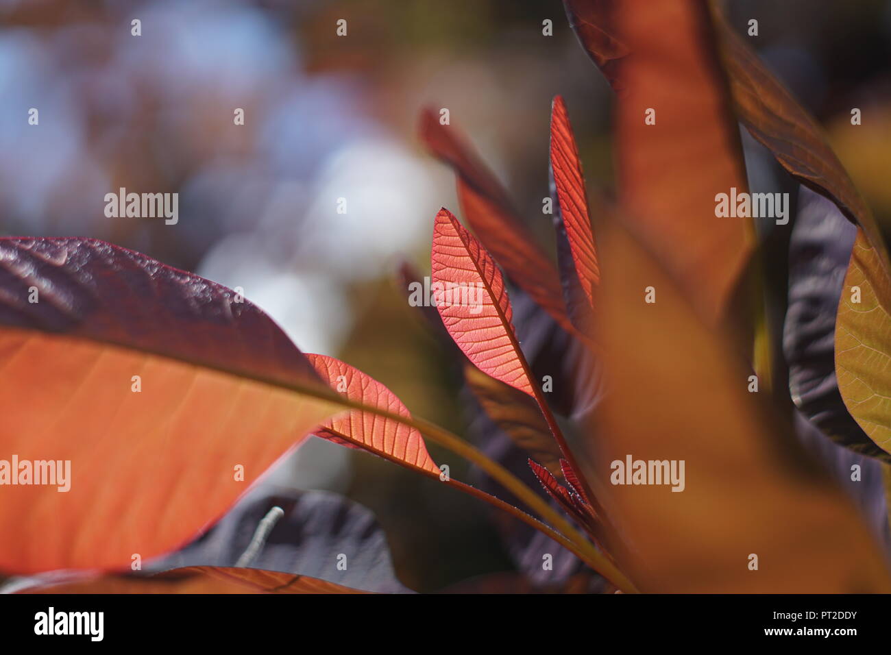 Small red leaf plants hi-res stock photography and images - Alamy
