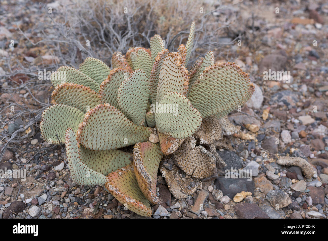 Cactus Death Valley California Usa High Resolution Stock Photography And Images Alamy