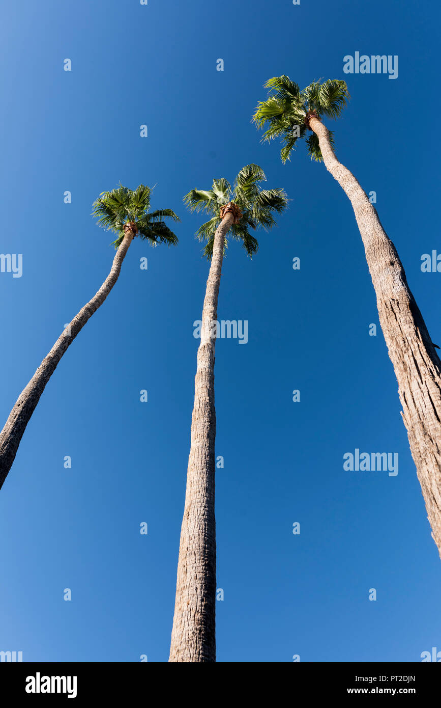 USA, Southwest, Arizona, Palm Trees, Phoenix Stock Photo Alamy