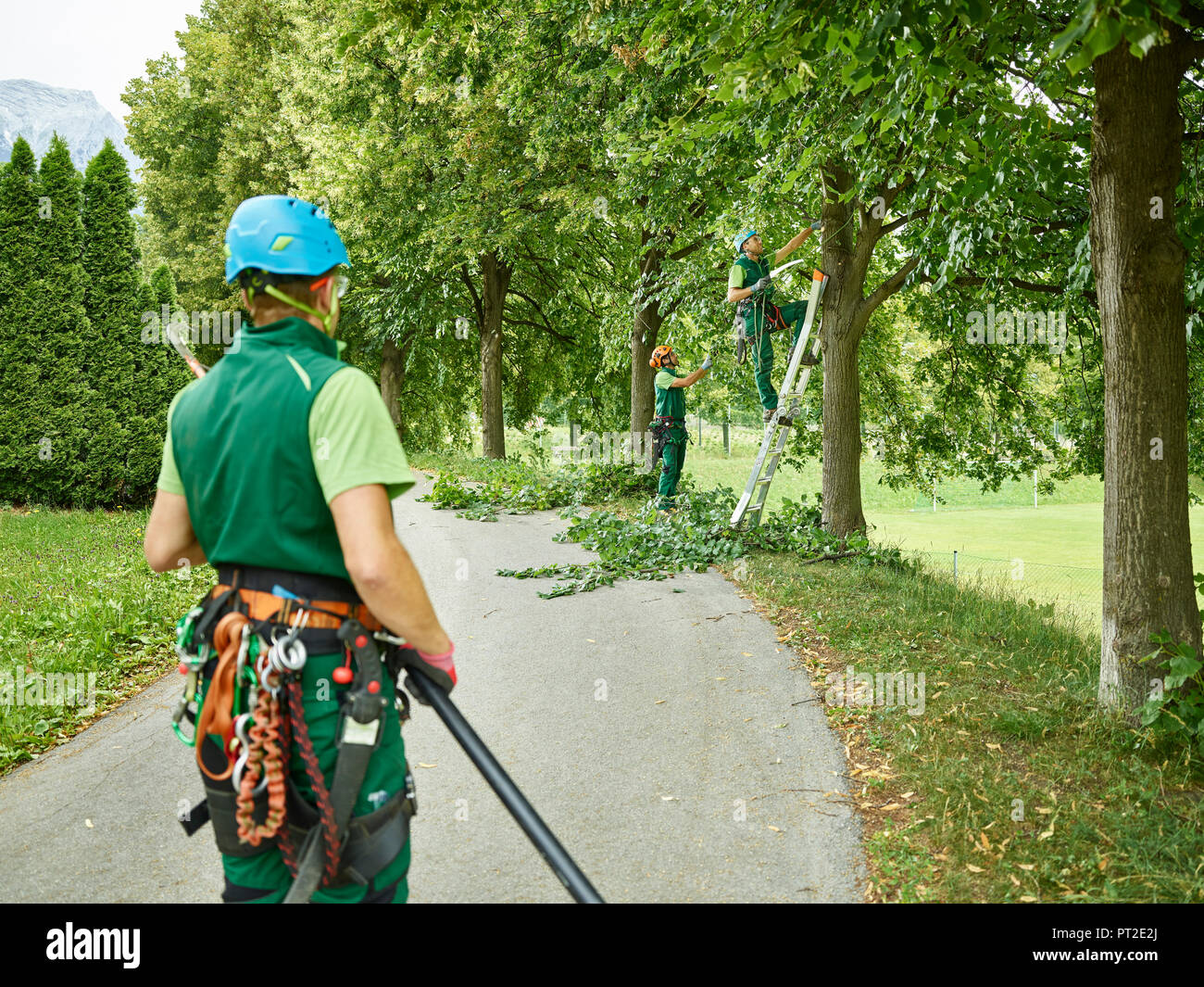 Tree cutters pruning of trees Stock Photo