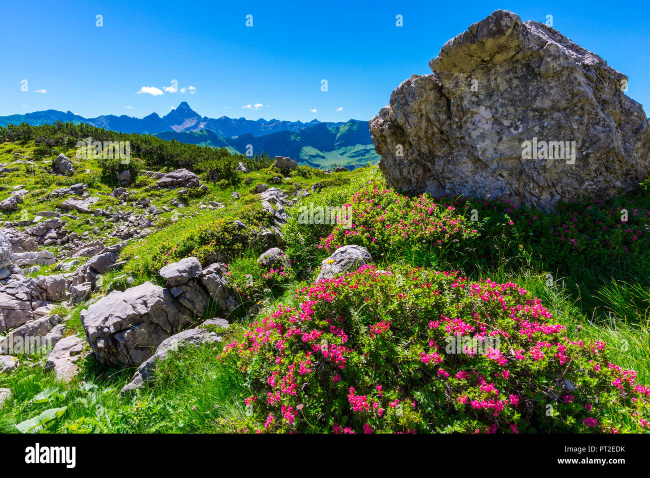 Alpenrosenbluete (Rhododendron), Koblat am Nebelhorn, dahinter der Hochvogel (2592m), Allgaeuer Alpen, Allgaeu, Bayern, Deutschland, Europa Stock Photo