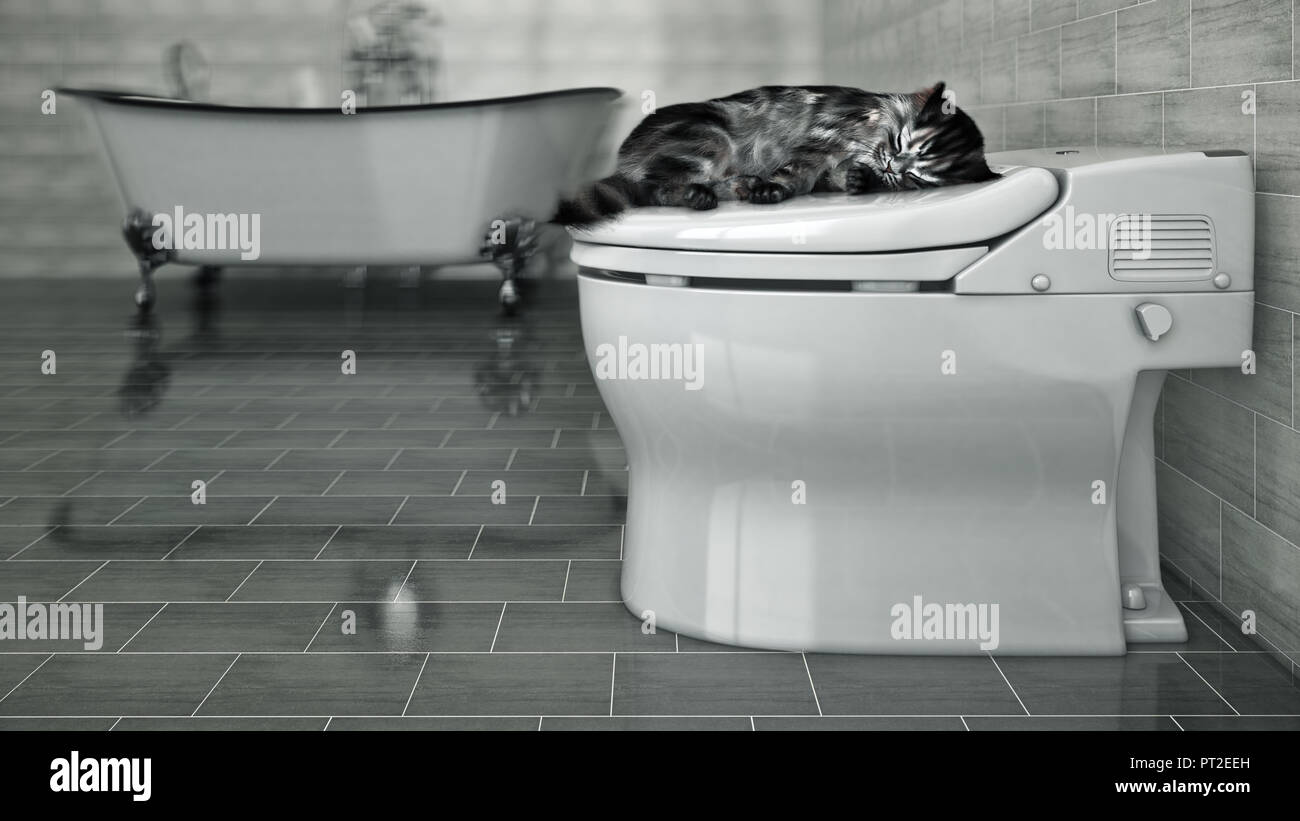 cat sleeping in the toilet Stock Photo Alamy