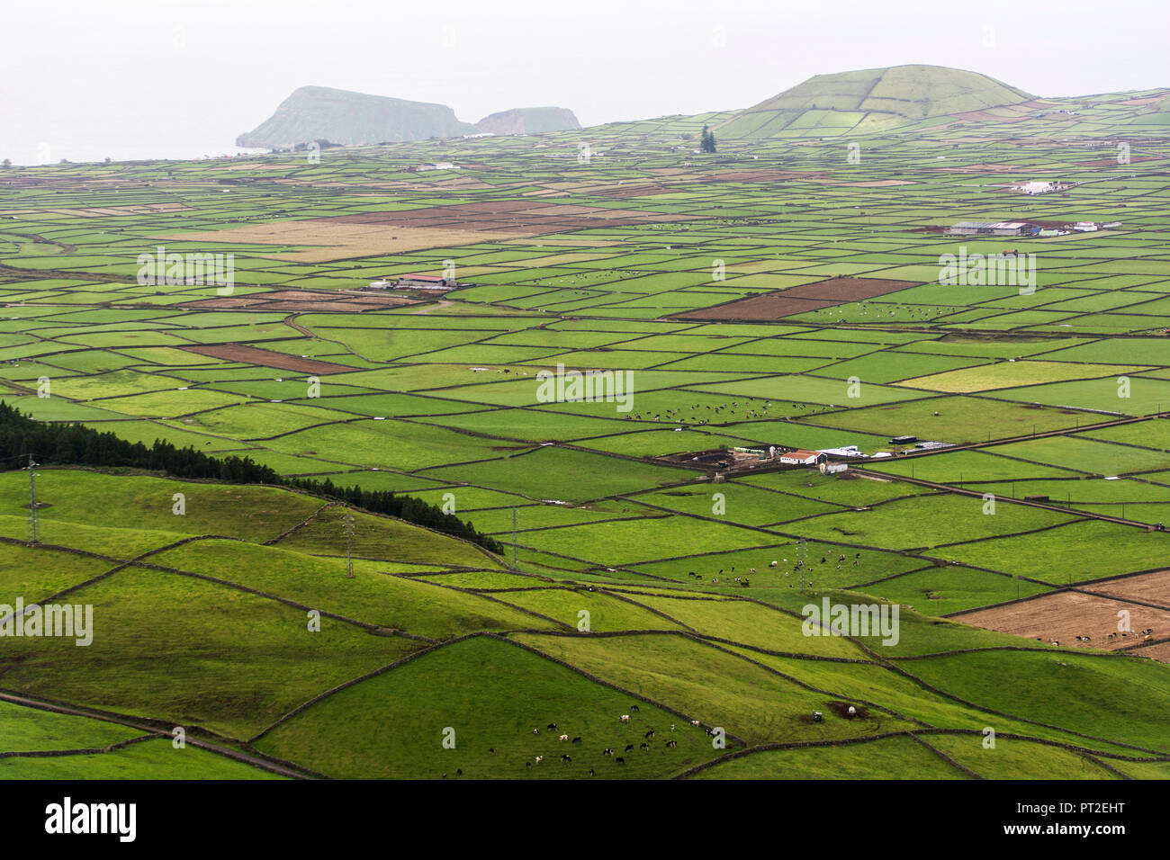 Pastures on Azores island Terceira Stock Photo