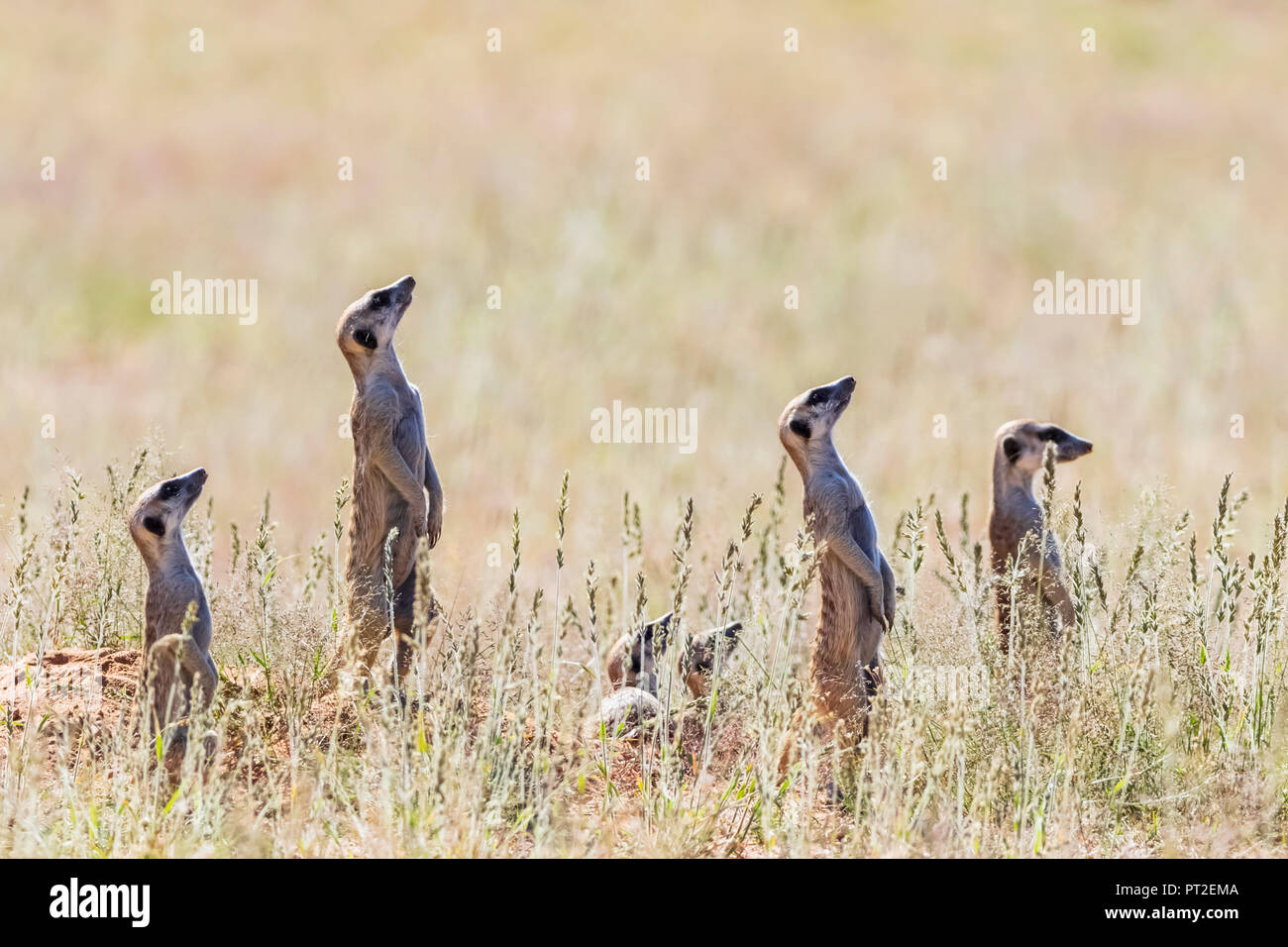 Botswana, Kgalagadi Transfrontier Park, Kalahari, Meerkats watching, looking up Stock Photo