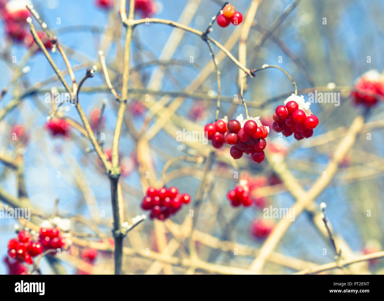 Fruits of the common viburnum in winter, Viburnum opulus, Adoxaceae, Cross processing, Stock Photo