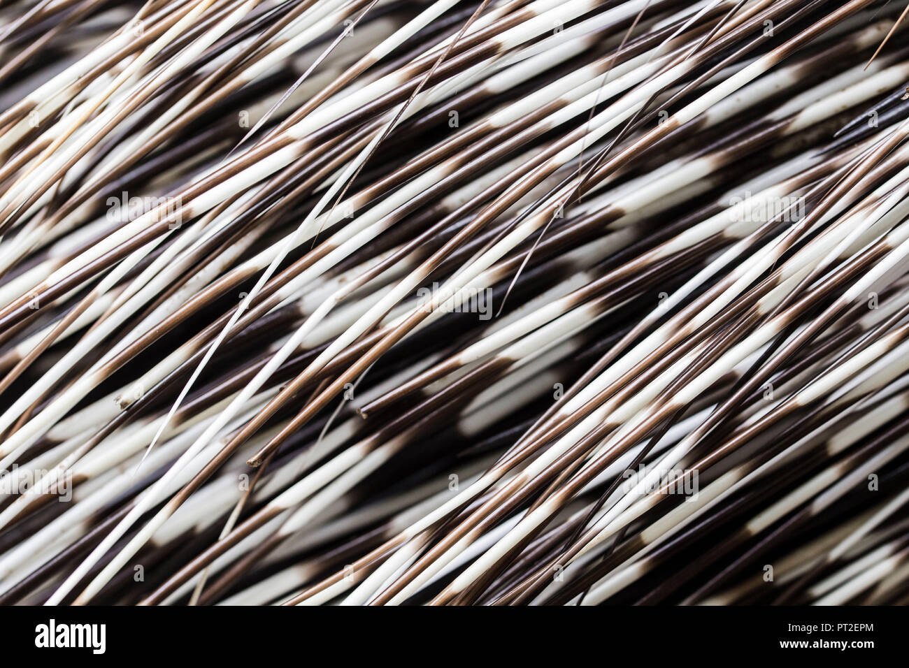Quills of an Indian Porcupine, Hystrix indica, Indian crested porcupine, close-up, abstract, Stock Photo