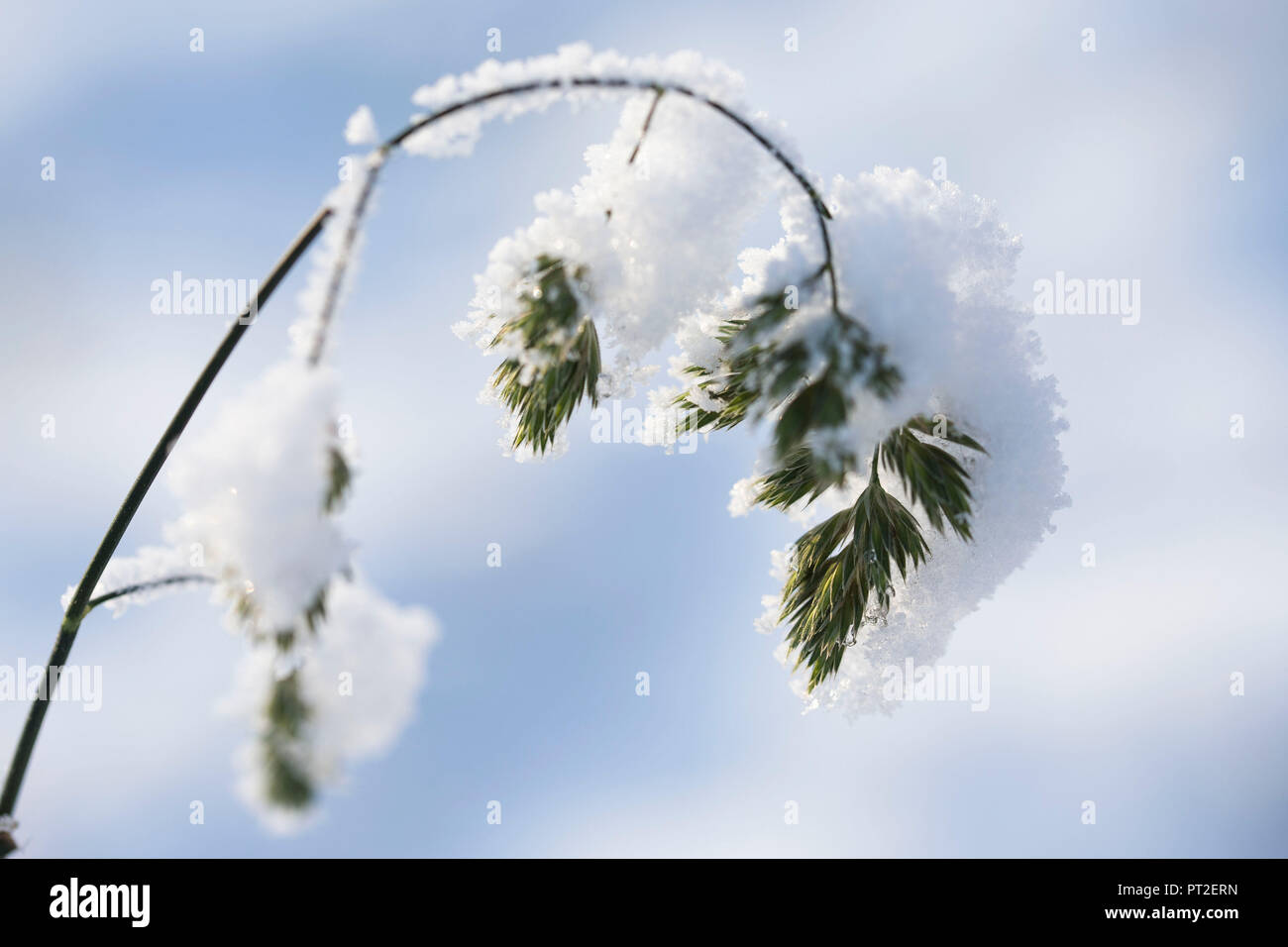 Blade of grass bent under snow load, close-up, Stock Photo
