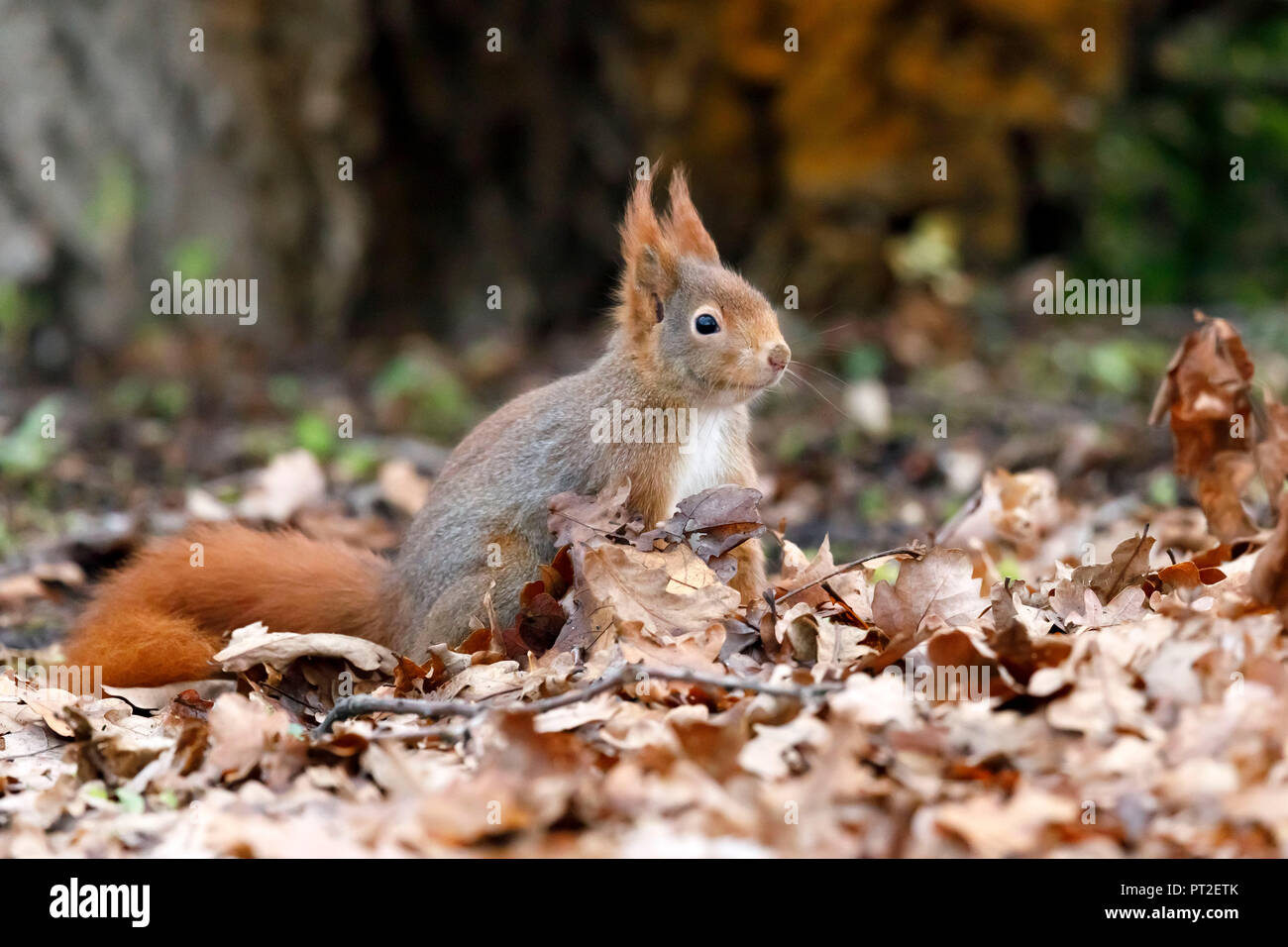 Squirrel, (Sciurus vulgaris), wildlife, Germany Stock Photo