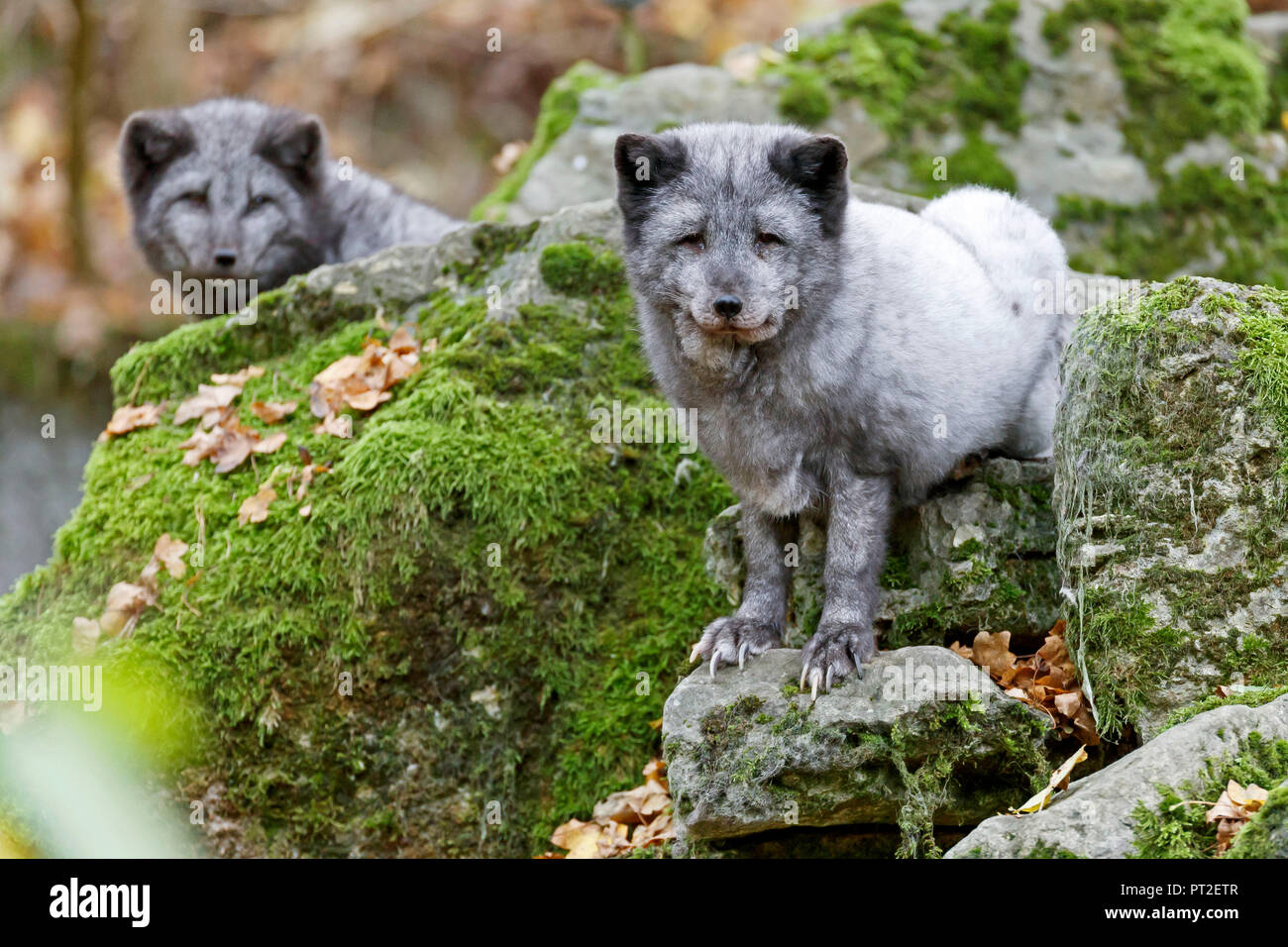 Arctic Fox, Polar Fox, (Alopex lagopus) Stock Photo