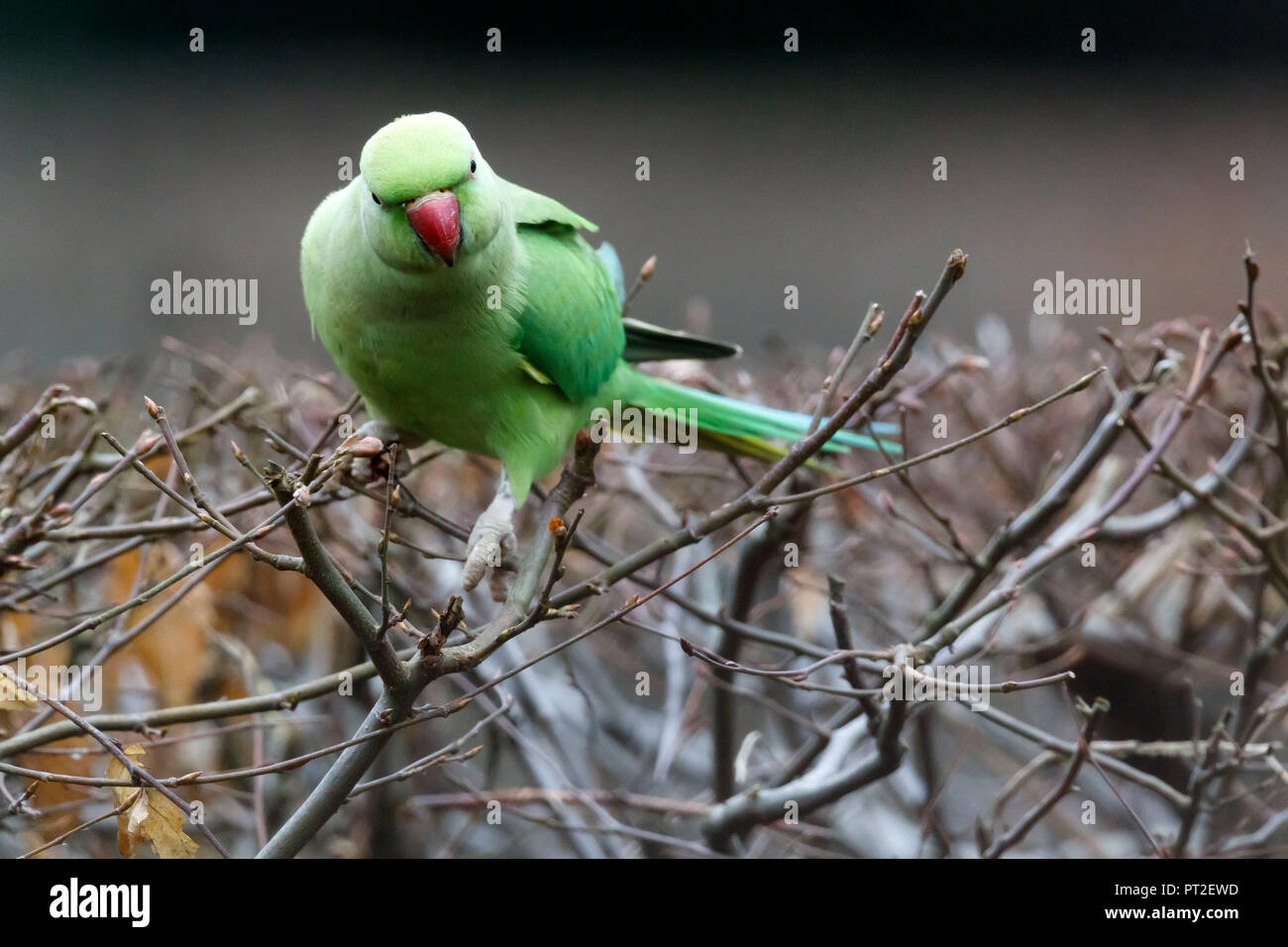 Rose-ringed Parakeet, ring-necked Parakeet, (Psittacula krameri), Germany, wildlife Stock Photo