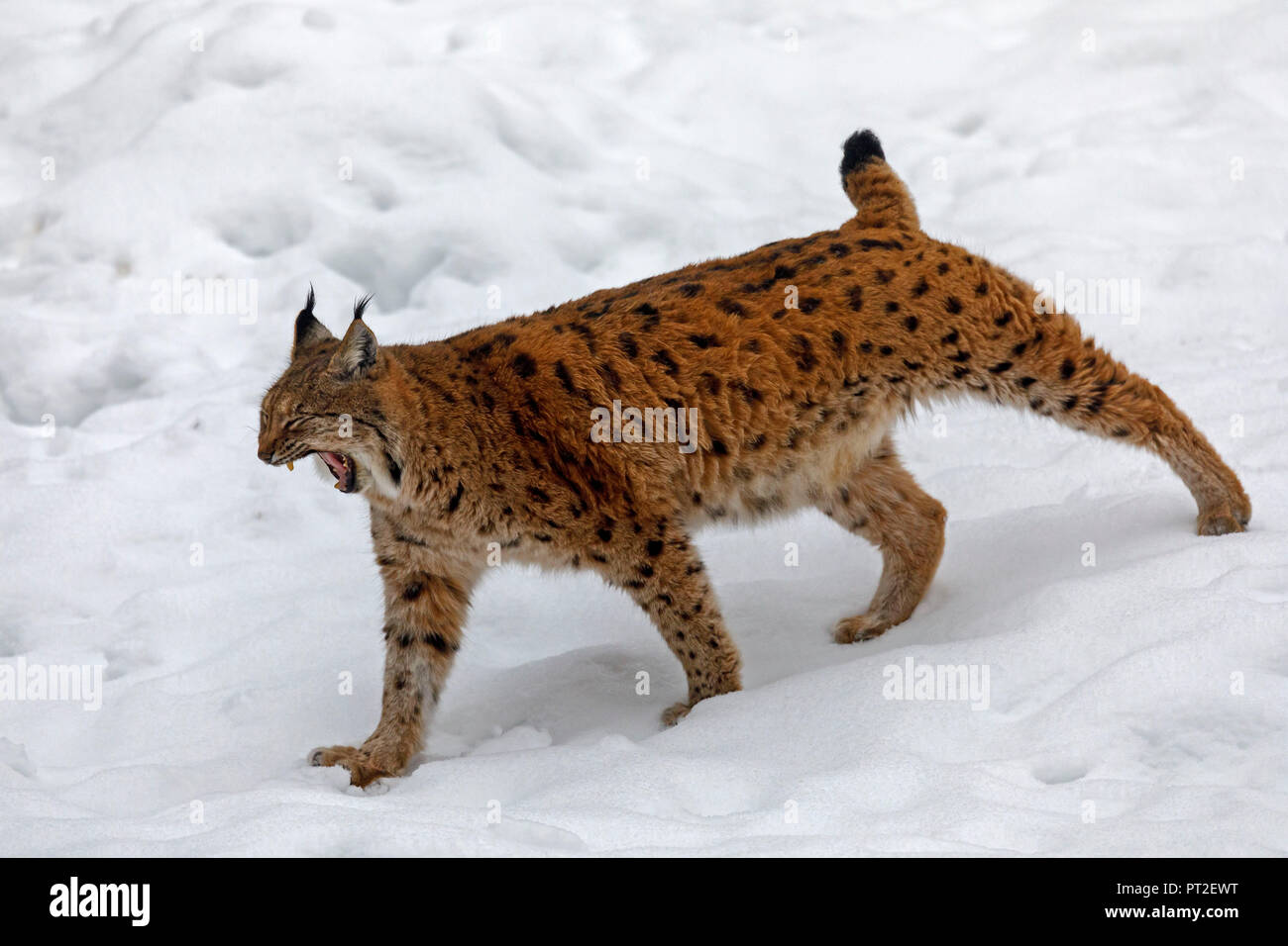 Lynx, (Lynx lynx), European Lynx, captive, Germany Stock Photo